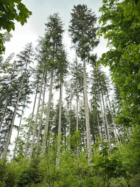 Uzun ağaçlar ve açık mavi gökyüzü olan bir orman. Ağaçlar yeşil ve gökyüzü beyaz