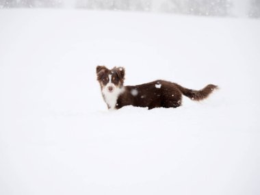 Kahverengi ve beyaz köpek karın üzerinde duruyor. Köpek, kameraya bakıyor. Görüntünün sakin ve huzurlu bir havası var.