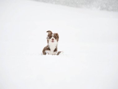 Küçük kahverengi ve beyaz köpek karın üzerinde duruyor. Köpek kameraya bakıyor.
