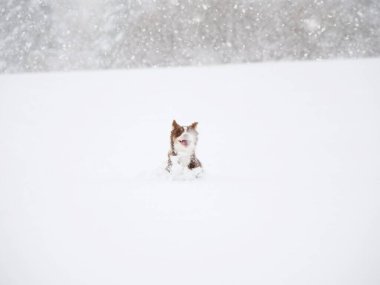 Köpek karın içinde ve bir kar meleği yapıyor. Köpek mutlu ve karın tadını çıkarıyor.