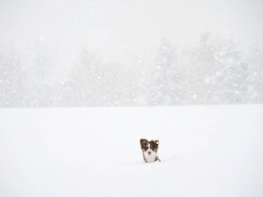 Küçük köpek karın üzerinde duruyor, gökyüzüne bakıyor. Sahne sessiz ve huzurlu, zemini kaplayan kar ve arka planda ağaçlar var.