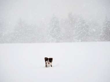 Küçük köpek karın üzerinde duruyor, gökyüzüne bakıyor. Sahne sessiz ve huzurlu, zemini kaplayan kar ve arka planda ağaçlar var.