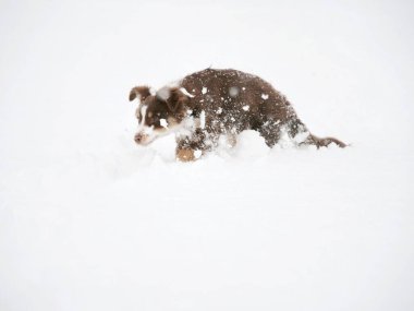 Karda kafası karların içinde köpek oynuyordu. Köpek kahverengi ve beyazdır.