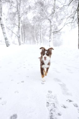 Köpek bir ormanda karda koşuyor. Köpek kahverengi ve beyazdır. Kar derin ve köpek arkasında iz bırakıyor.