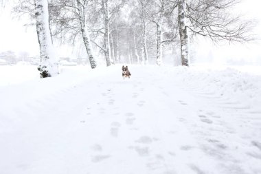 Köpek bir yolda karda koşuyor. Kar derin ve köpek arkasında pati izlerinden bir iz bırakıyor. Arka planda karla kaplı ağaçlarla sahne huzurlu ve huzurlu.