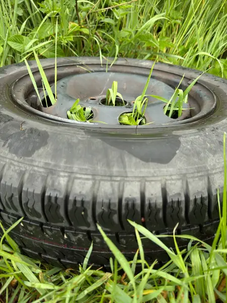 Lastik bitkilerle dolu ve bir tarlada oturuyor. Bitkiler lastikten çıkıyor ve etrafları çimlerle çevrili. Huzurlu ve huzurlu bir sahne.