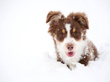 Kahverengi ve beyaz köpek karda yatıyor. Köpek kameraya bakıyor ve çok mutlu.