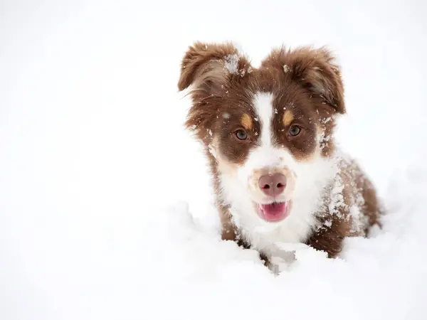 Kahverengi ve beyaz köpek karda yatıyor. Köpek kameraya bakıyor ve çok mutlu.