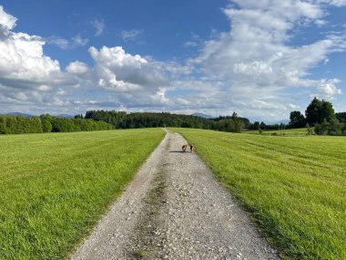 Üzerinde birkaç köpek olan bir yol. Yol bir çim tarlasıyla çevrili.