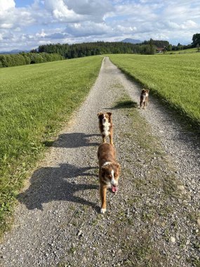 Üç köpek toprak yolda yürüyor. Yol çimenler ve ağaçlarla çevrili. Köpekler kahverengi ve beyaz.