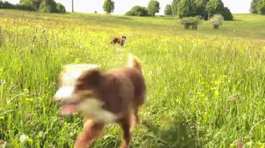 Köpek uzun otların arasında koşuyor. Köpek kahverengi ve beyazdır.