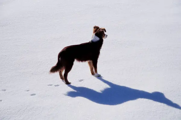 Köpek karın üzerinde duruyor, kameraya bakıyor. Görüntü huzurlu ve huzurlu bir ruh haline sahip, çünkü köpek karda yalnız, sahnede başka insan ya da hayvan yok.