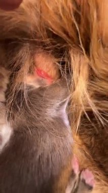 Pembe kulaklı ve kulağında pembe bir leke olan bir kedi. Kedi insan eli uzanıyor.