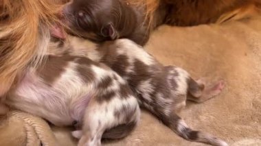 Kahverengi ve beyaz köpek bir anne köpeğin yanında bir battaniyenin üzerinde yatıyor. Yavru köpek küçük ve uyuyor.