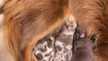 Anne köpek yavrularını emziriyor. Yavrular küçük ve beyaz ve annelerinden süt emziriyorlar.