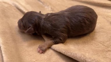 Yavru köpek battaniyenin üzerinde uyuyor. Yavru kahverengi ve pembe bir burnu var. Battaniye yatağın üstünde.