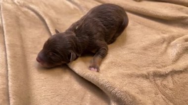 Yavru köpek battaniyenin üzerinde uyuyor. Battaniye kahverengi ve beyaz.