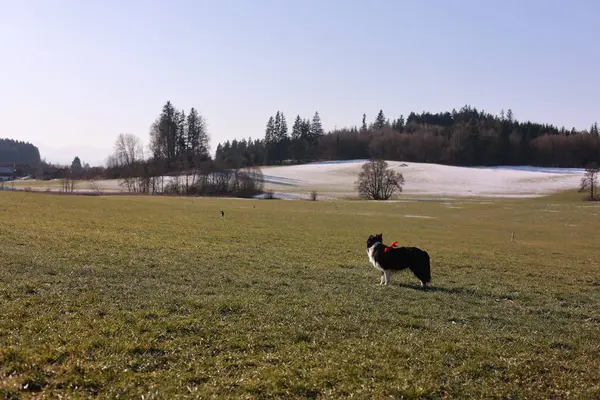 Bir köpek çim tarlasında duruyor. Gökyüzü mavi ve çimenler yeşil