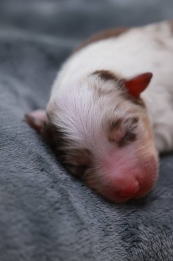 Küçük bir köpek yavrusu battaniyenin üzerinde uyuyor. Köpek yavrusu kahverengi ve beyazdır. Battaniye gri.. .