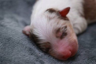 Bir köpek yavrusu battaniyenin üzerinde uyuyor. Köpek yavrusu kahverengi ve beyazdır. Battaniye gri.. .