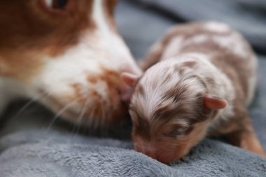 Küçük bir köpek yavrusu annesi tarafından tutuluyor. Yavru köpek kahverengi ve beyaz ve uyuyor. Anne köpek yavruların suratını yalıyor.. .