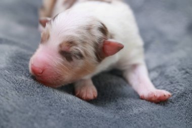 Bir köpek yavrusu battaniyenin üzerinde uyuyor. Köpek yavrusu kahverengi ve beyazdır. Battaniye gri.. .