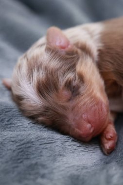 Küçük kahverengi ve beyaz bir köpek yavrusu battaniyenin üzerinde uyuyor. Yavru köpek kıvrılır ve başını patilerinin üzerinde dinlendirir. Battaniye yumuşak ve rahattır. Yavru köpeğin dinlenmesi için rahat bir yer sağlar.. .