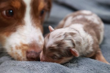 Bir köpek yavrusu annesinin yanında bir battaniyenin üzerinde yatıyor. Yavru köpek kahverengi ve beyazdır ve annesi tarafından okşanıyor. Sahne sıcak ve sevgi dolu, anne köpek sevgisini gösteriyor.. .