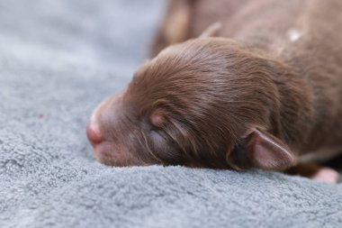 Kahverengi bir köpek yavrusu battaniyenin üzerinde uyuyor. Yavru köpek küçük ve sevimli bir yüze sahip. Battaniye mavi ve köpek yavrusu üzerinde yatıyor.. .