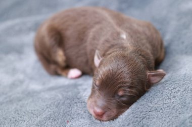 Kahverengi bir köpek yavrusu battaniyenin üzerinde uyuyor. Yavru köpek küçük ve sevimli. Battaniye yumuşak ve rahat.. .
