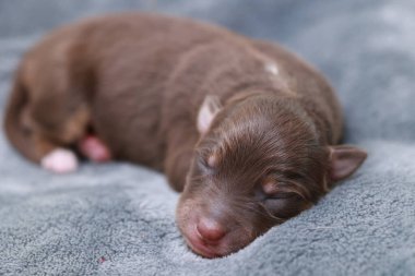 Kahverengi bir köpek yavrusu battaniyenin üzerinde uyuyor. Yavru köpek küçük ve sevimli. Battaniye mavi ve yumuşak. .