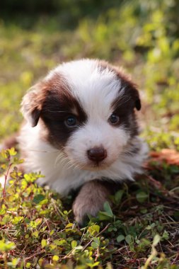 Küçük kahverengi ve beyaz bir köpek çimlerin üzerinde uzanıyor. Köpek gözleri kapalı kameraya bakıyor.. .