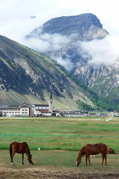 İki kahverengi at bir dağın yakınındaki bir tarlada otluyor. Sahne huzurlu ve sakin, arka planda dağlar sükunet duygusunu artırıyor.