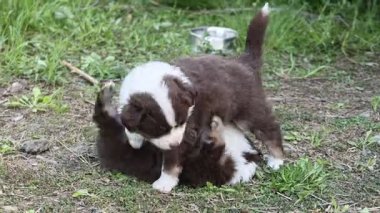 Kahverengi beyaz bir köpek yavrusu başka bir köpek yavrusuyla oynuyor. Yavrular çimenlerin üzerinde yatıyorlar ve biri diğerini yalıyor.. .