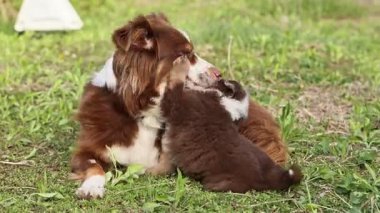 Kahverengi ve beyaz bir köpek çimenlerin üzerinde küçük kahverengi ve beyaz bir köpeğin yanında uzanıyor. Anne köpek yavru köpeğe bakıyor.. .