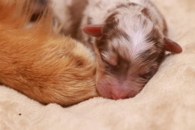 Yavru bir köpek, başı annelerinin sırtında bir yatakta uyuyor. Yavru köpek kahverengi ve beyaz pembe burunlu.. .