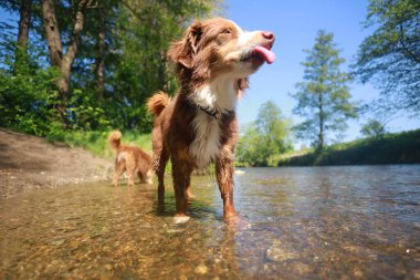 Bir köpek dili dışarıda bir nehirde duruyor. Köpek ağaçlarla çevrili ve suyun tadını çıkarıyor.. .