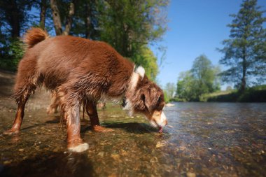 Kahverengi bir köpek nehirden su içiyor. Köpek ıslak ve boynunda bir tasma var.. .
