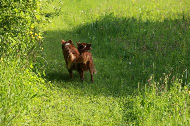 Çimenli bir arazide iki köpek yürüyor. Köpeklerden biri kahverengi ve diğeri siyah.. .