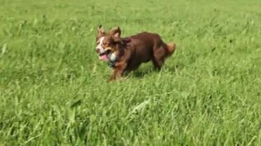 Kahverengi ve beyaz bir köpek çimlerin üzerinde uzanıyor. Köpek sağına doğru bakıyor. Çimler yeşil ve uzun. .