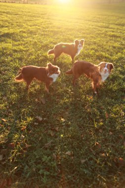 Bir tarlada üç köpek duruyor, biri yeşil yakalı. Köpekler kahverengi ve beyaz ve güneşli günün tadını çıkarıyor gibiler.