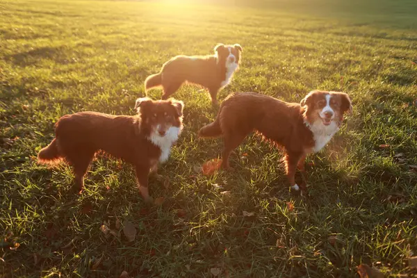 Üç köpek bir çim tarlasında duruyor. Köpekler kahverengi ve beyazdır. Güneş çimlerin üzerinde ışıldıyor