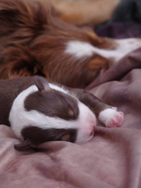 Kahverengi ve beyaz köpek bir yatakta uyuyor. Yavru köpek küçük ve sevimli. Yatak bir battaniyeyle kaplı.