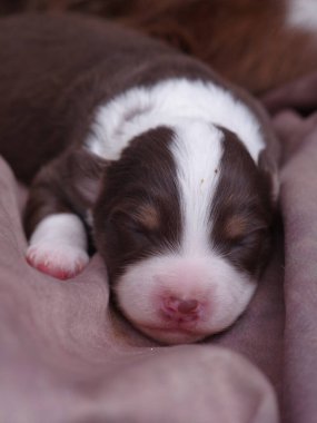 Kahverengi ve beyaz köpek bir kanepede uyuyor. Yavru köpek küçük ve sevimli. Kanepe mor ve köpek yavrusu üzerinde yatıyor.