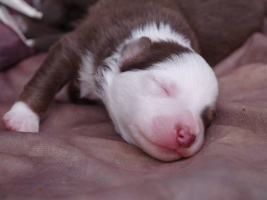 Yavru köpek yatakta uyuyor. Yavru köpek kahverengi ve beyaz