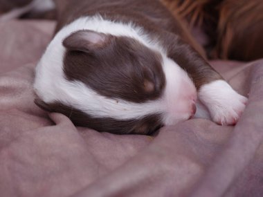 Kahverengi ve beyaz köpek bir yatakta uyuyor. Yavru köpek küçük ve sevimli. Yatak bir battaniyeyle kaplı.