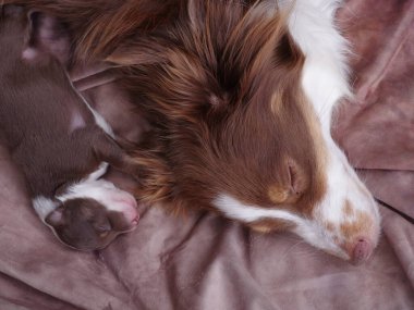 Kahverengi ve beyaz köpek bir bebek köpeğin yanında bir yatakta yatıyor. Yavru köpek uyuyor ve yetişkin köpek dinleniyor.