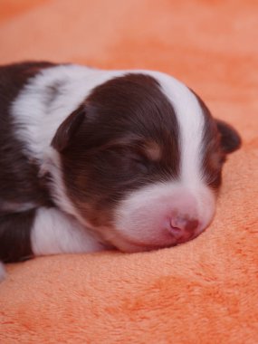 Kahverengi ve beyaz köpek yavrusu yumuşak turuncu bir battaniyenin üzerinde uyuyor. Yavru köpek küçük ve sevimli, dinlenirken huzurlu ve rahat görünüyor.