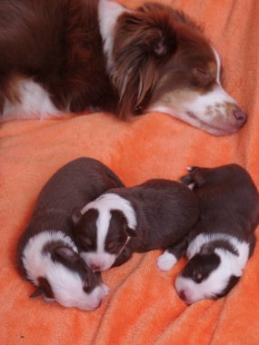 Bir grup köpek yavrusu battaniyenin üzerinde uyuyor. Battaniye turuncu. Yavrular kahverengi ve beyaz.