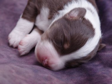 Kahverengi ve beyaz köpek yavrusu mor bir battaniyenin üzerinde uyuyor. Yavru köpek küçük ve sevimli. Battaniye yumuşak ve rahat.